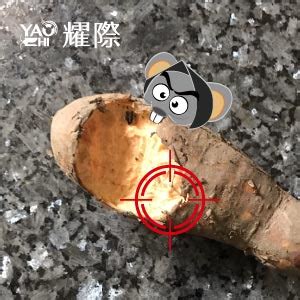 老鼠咬過的痕跡